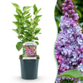 Gewone sering Michel Buchner, heester met roze bloemen, plant in pot