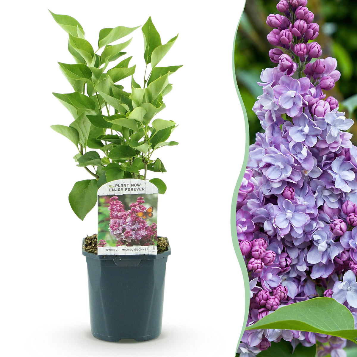 Gewone sering Michel Buchner, heester met roze bloemen, plant in pot