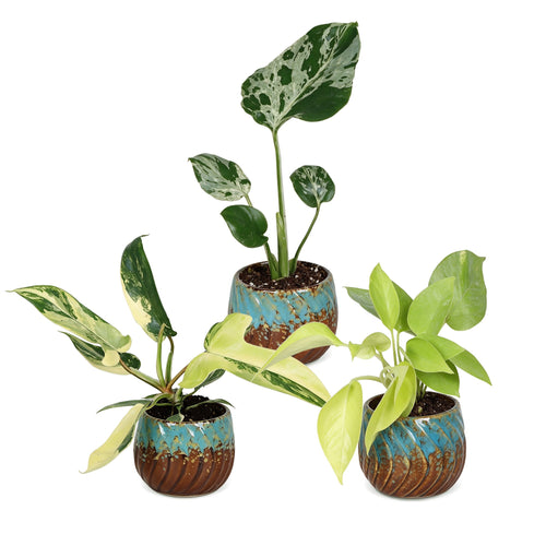 3x Baby Tropical Mix met Copper Reef