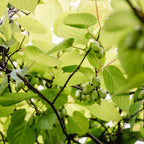 Kiwi, kenmerkend blad
