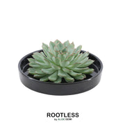 ROOTLESS Succulent Echeveria Pulidonis in schaal &