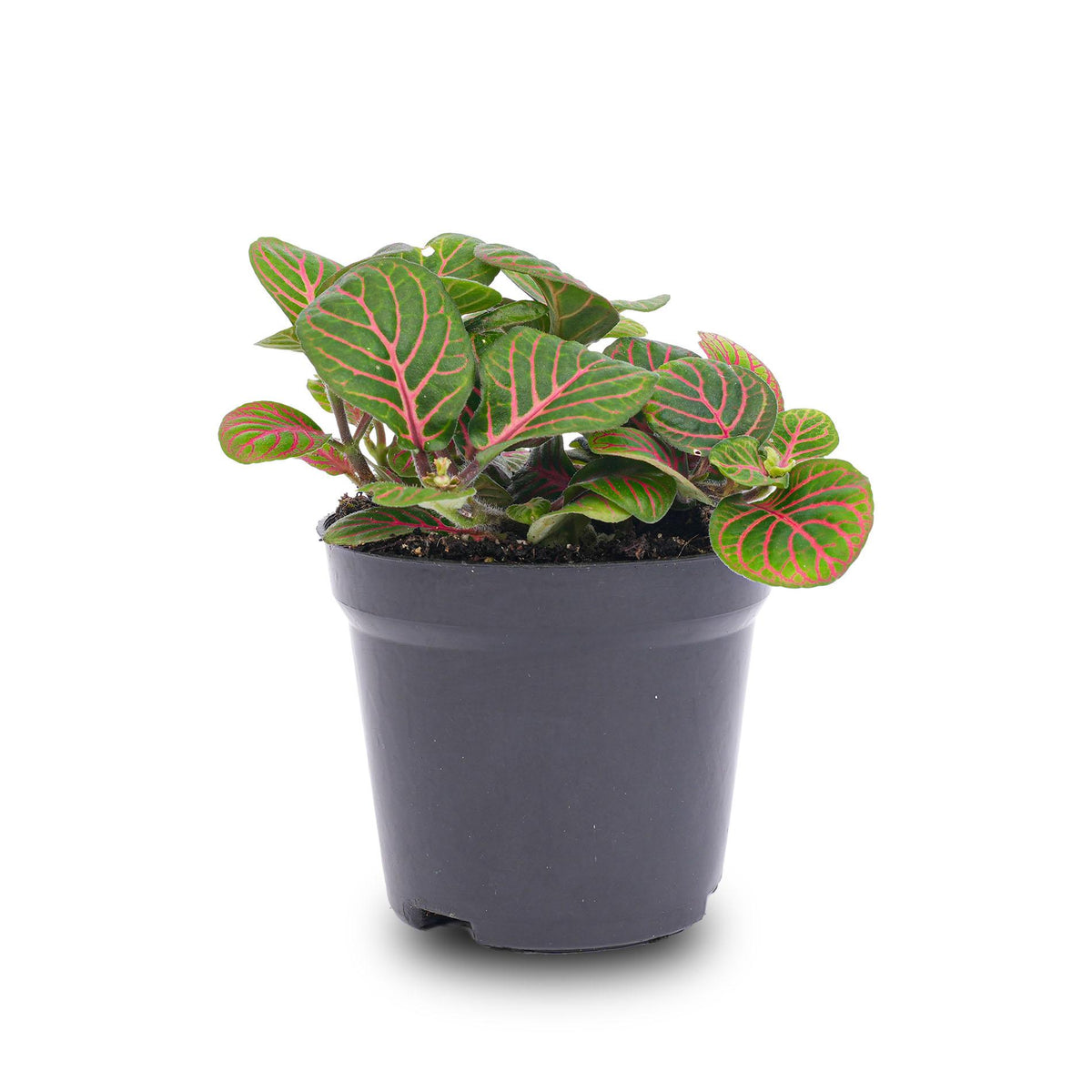 Fittonia 'Bubble Red', mozaïekplant met gebobbeld blad, detail van het blad