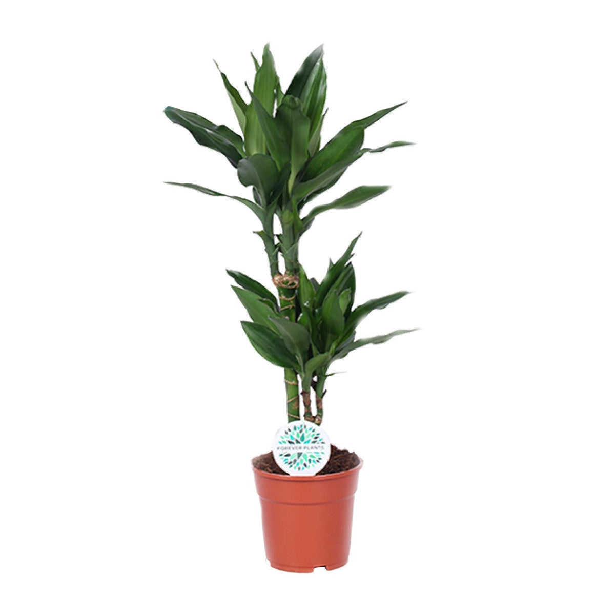 Productfoto van Dracaena Janet Lind