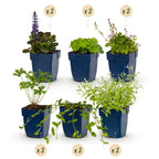 Borderpakket vaste planten, bodembedekkend, detail van het blad