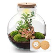 DIY Planten terrarium met licht - Bolder Bob Bonsai