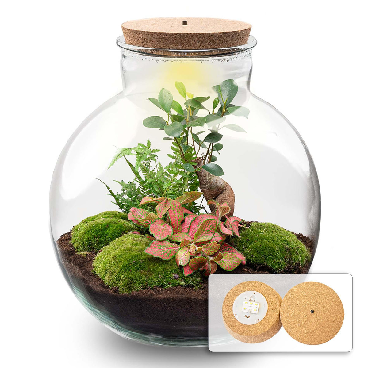 DIY Planten terrarium met licht - Bolder Bob Bonsai, plant in pot