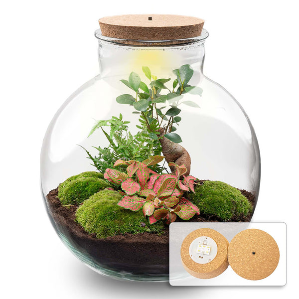 DIY Planten terrarium met licht - Bolder Bob Bonsai