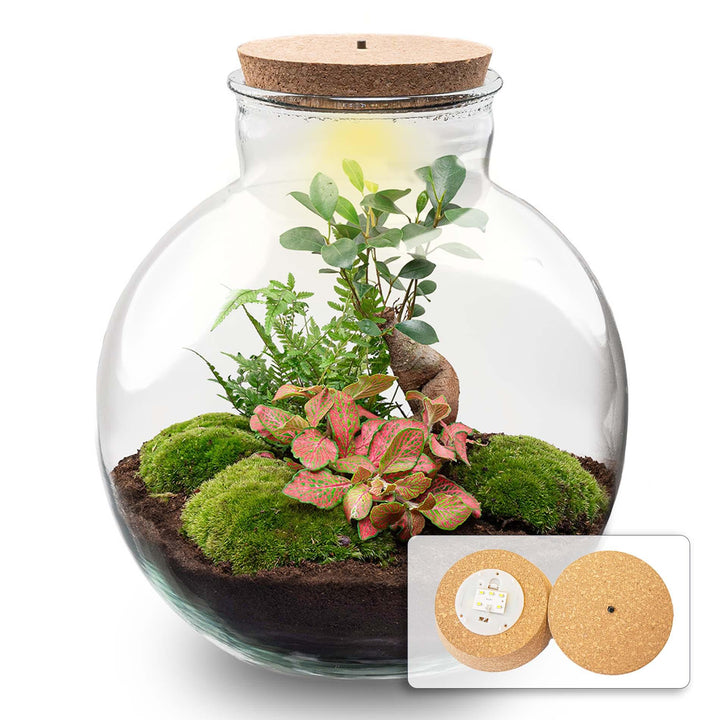 DIY Planten terrarium met licht - Bolder Bob Bonsai