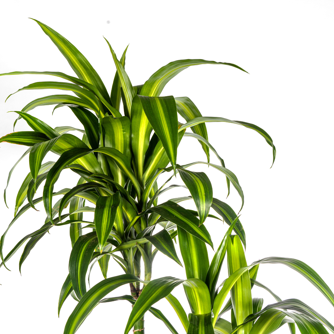 Dracaena Deremensis Hawaiian Sunshine, detail van het blad