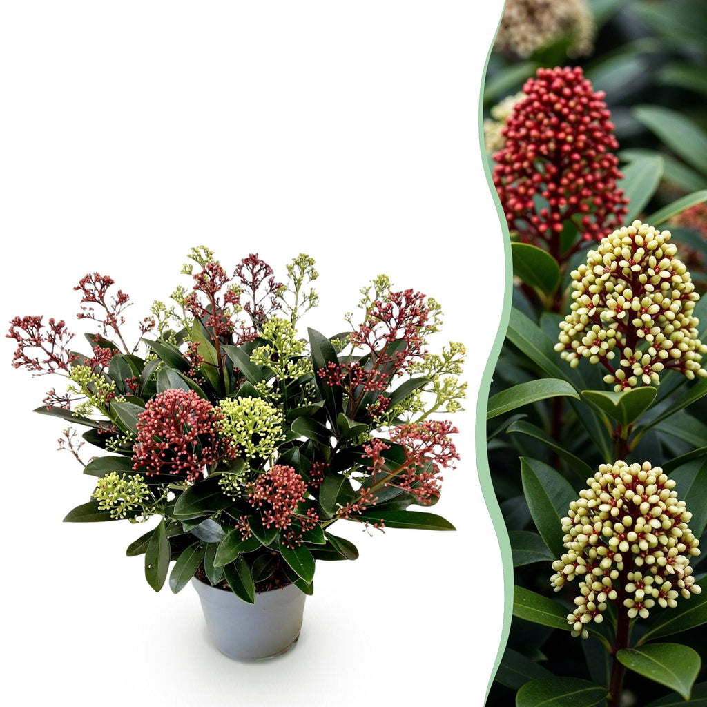Terrasplant - Skimmia japonica Festival - Bloem Wit & Rood, detail van het blad