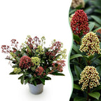 Terrasplant - Skimmia japonica Festival - Bloem Wit & Rood, detail van het blad