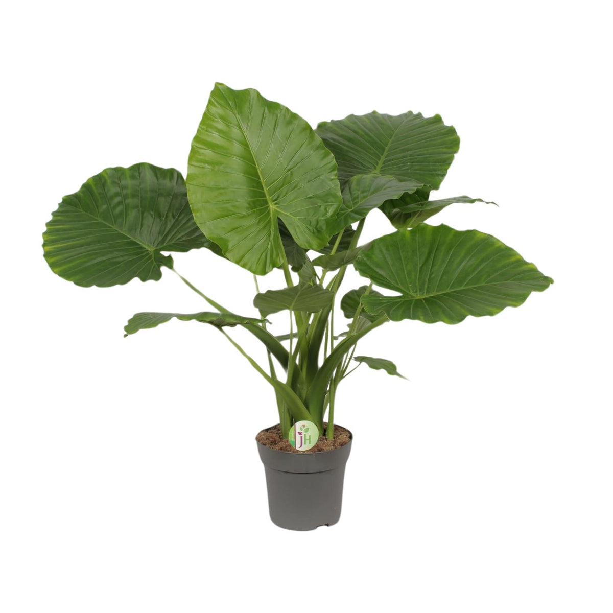 Productfoto van Alocasia Gageana California