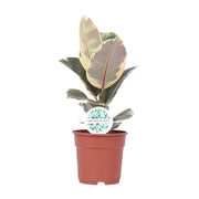 Ficus Elastica Tineke