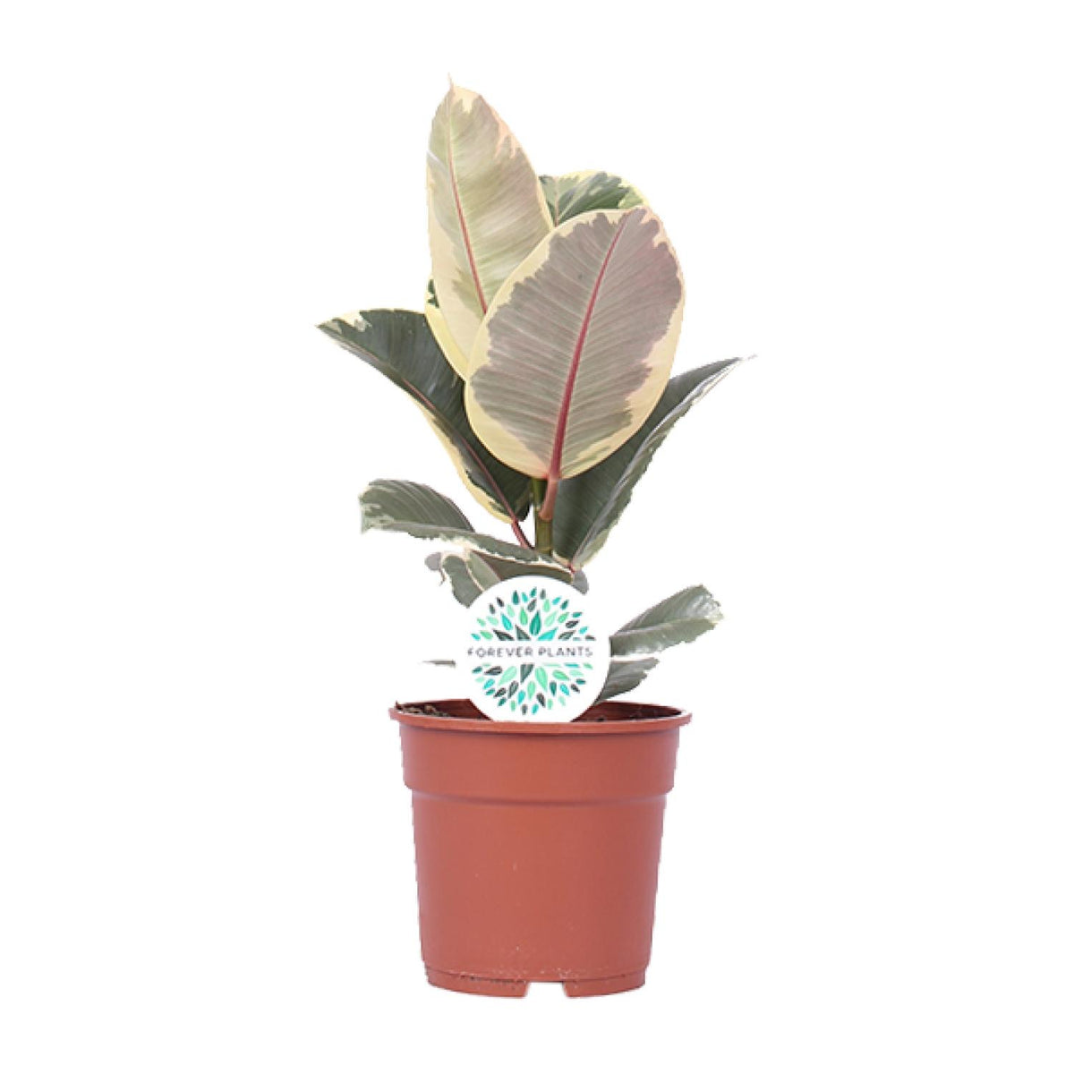 Productfoto van Ficus Elastica Tineke
