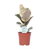 Ficus Elastica Tineke