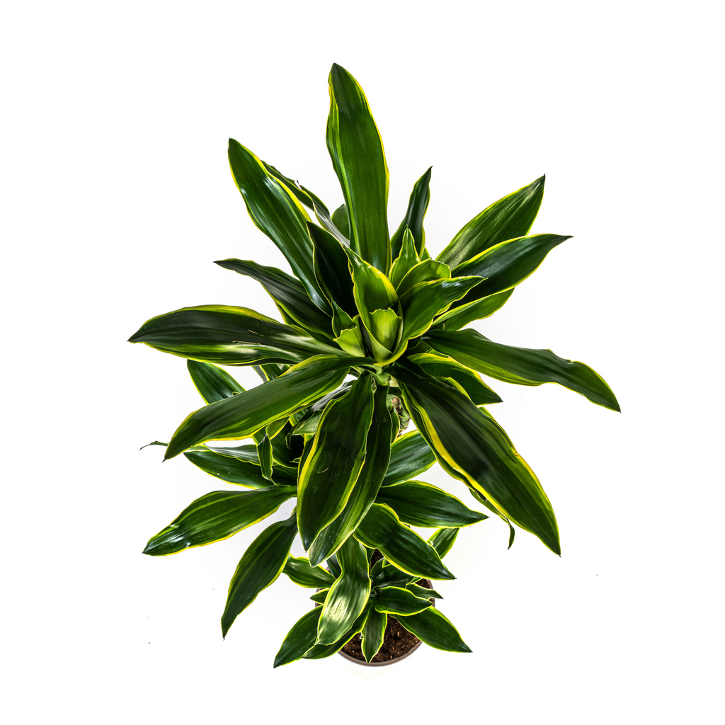 Dracaena Fragrans Golden Coast, detail van het blad