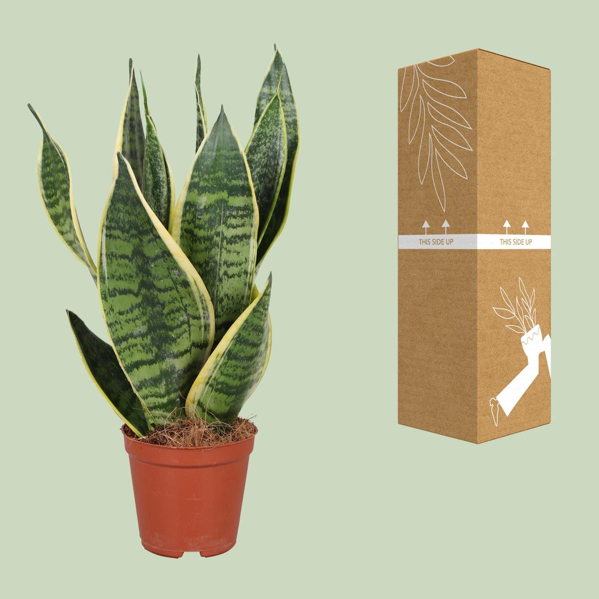 Detailfoto van Sansevieria Trifasciata Futura Superba