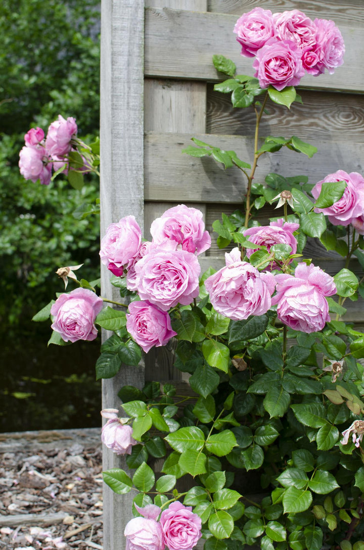 3x - Rosa Crazy in love &