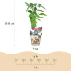 Doornloze braam Rubus Thornfree, geschikte tuinplant