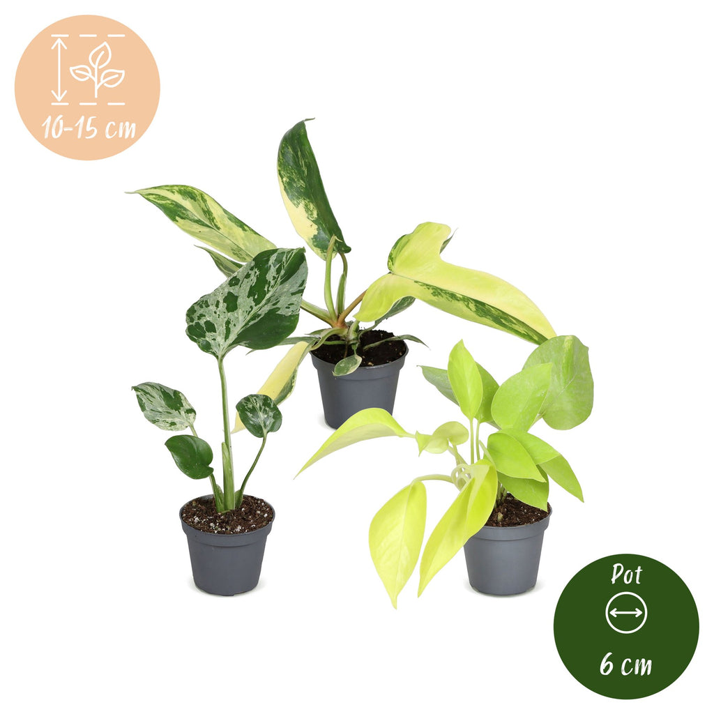 3x Baby Jungle Mix met Linnea Honey