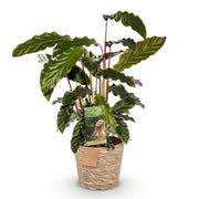 Calathea Rufibarba