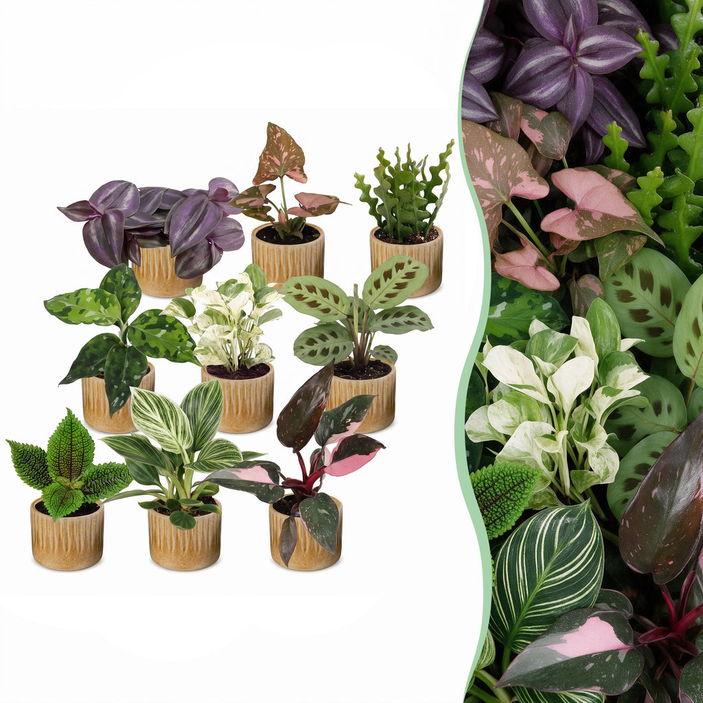9x Baby Plants Surprise Box - Verrassingsbox kleine planten - Diversen - Tropisch - incl. Linnea Honey - Ø6cm - ↕5-15cm, plant in pot