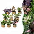 9x Baby Plants Surprise Box - Verrassingsbox kleine planten - Diversen - Tropisch - incl. Linnea Honey - Ø6cm - ↕5-15cm, plant in pot