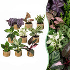 9x Baby Plants Surprise Box - Verrassingsbox kleine planten - Diversen - Tropisch - incl. Linnea Honey - Ø6cm - ↕5-15cm, plant in pot
