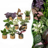 Baby plants surprise box met Linnea Honey pot