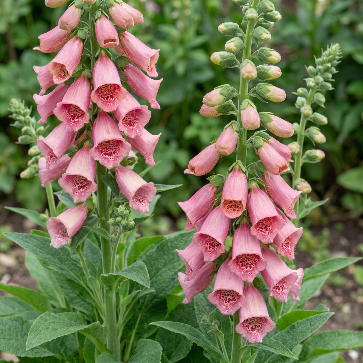 Digitalis mertonensis - Vingerhoedskruid - Schaduw - Roze, groeiwijze van de plant