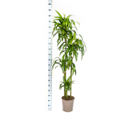 Dracaena Deremensis Hawaiian Sunshine