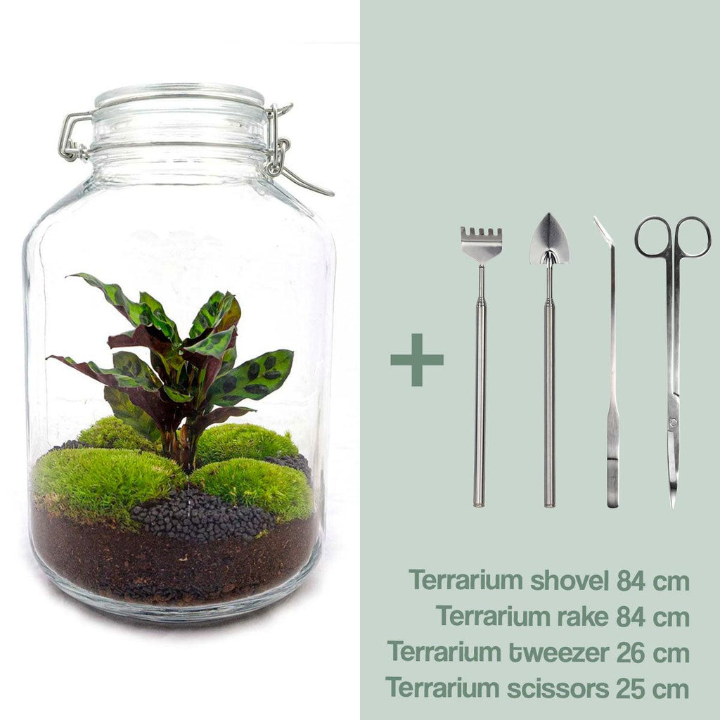 DIY terrarium - Jar Calathea - Zonder gereedschap, detail van het blad