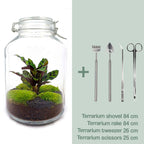 DIY terrarium - Jar Calathea - Zonder gereedschap, detail van het blad