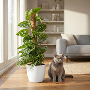 Monkey Mask (Monstera Adansonii Mosstok) met witte pot