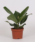Productafbeelding van Pureplant