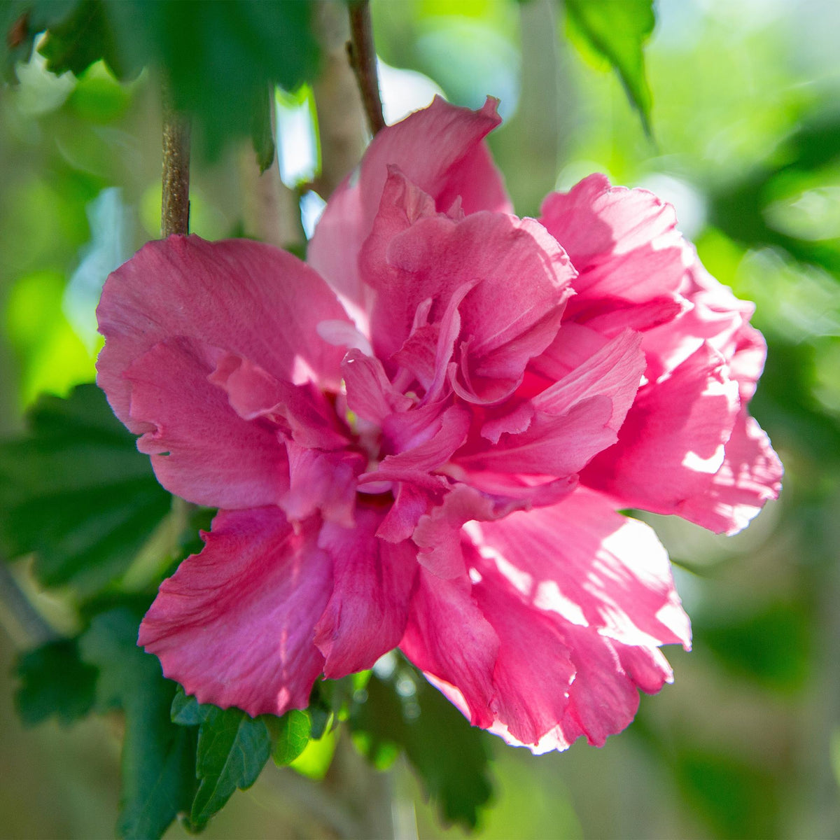 Hibiscus syriacus Magenta Chiffon®, groeiwijze van de plant
