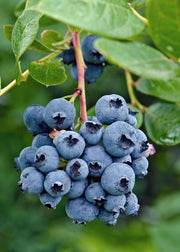 Vaccinium corymbosum &