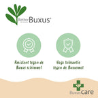 Buxus piramide BetterBuxus Skylight, gezonde plant