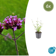 Verbena bon. &