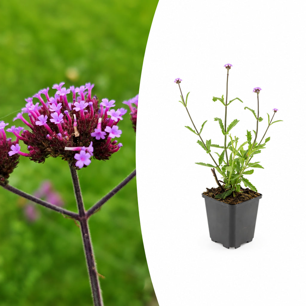Verbena bon. 'Lollipop', plant in pot