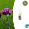 Verbena bon. 'Lollipop'
