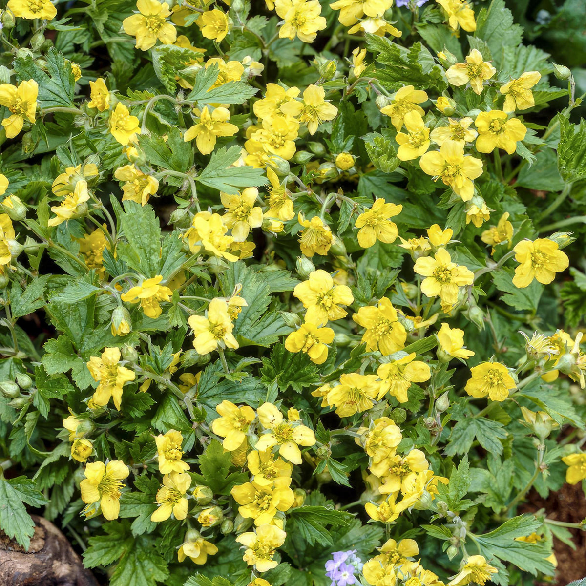 Waldsteinia ternata, gezonde plant