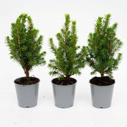 3x Mini-kerstboom - Picea Glauca Perfecta