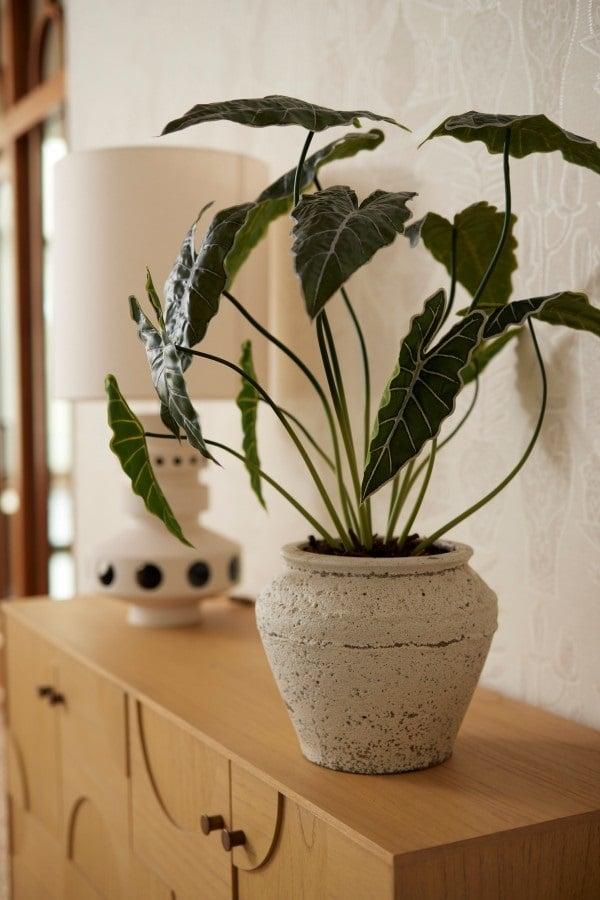 Alocasia, plant in pot