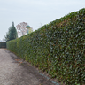 Hedera hibernica, gestokte klimop, 125-150 cm