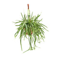 Productfoto van Lepismium Bolivianum