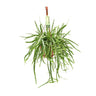Lepismium Bolivianum