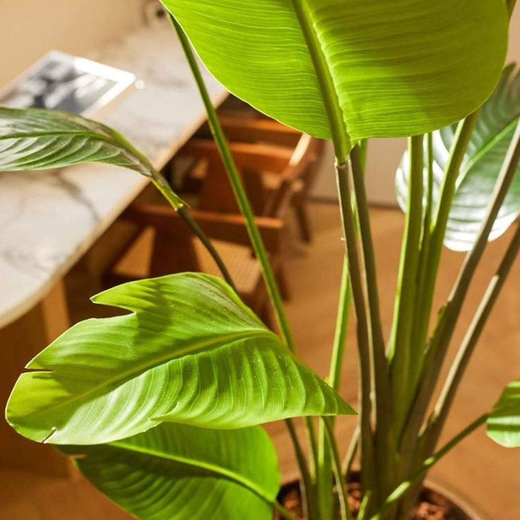 Strelitzia nicolai, plant in pot