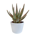 Productfoto van Aloë zebrina Dannyz