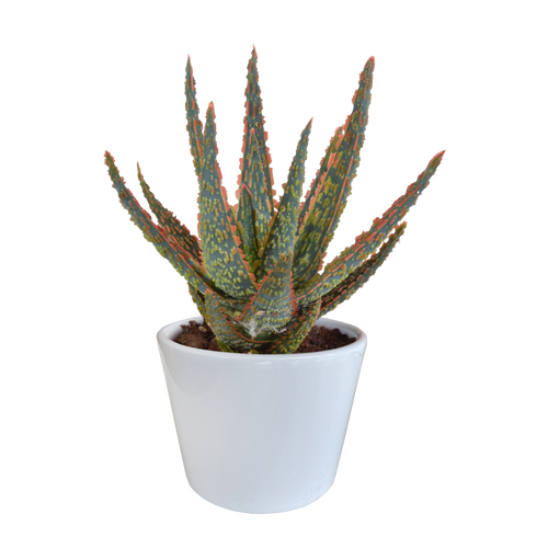 Productfoto van Aloë zebrina Dannyz